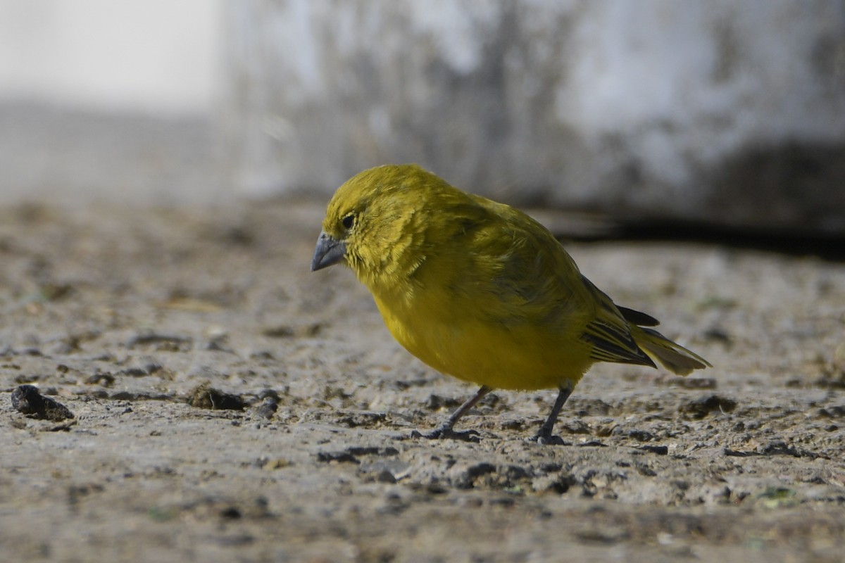 Puna Yellow-Finch - Amer Fernández Dávila Angulo