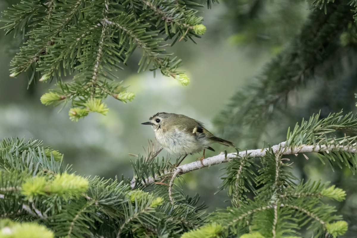 Goldcrest - ML620377858