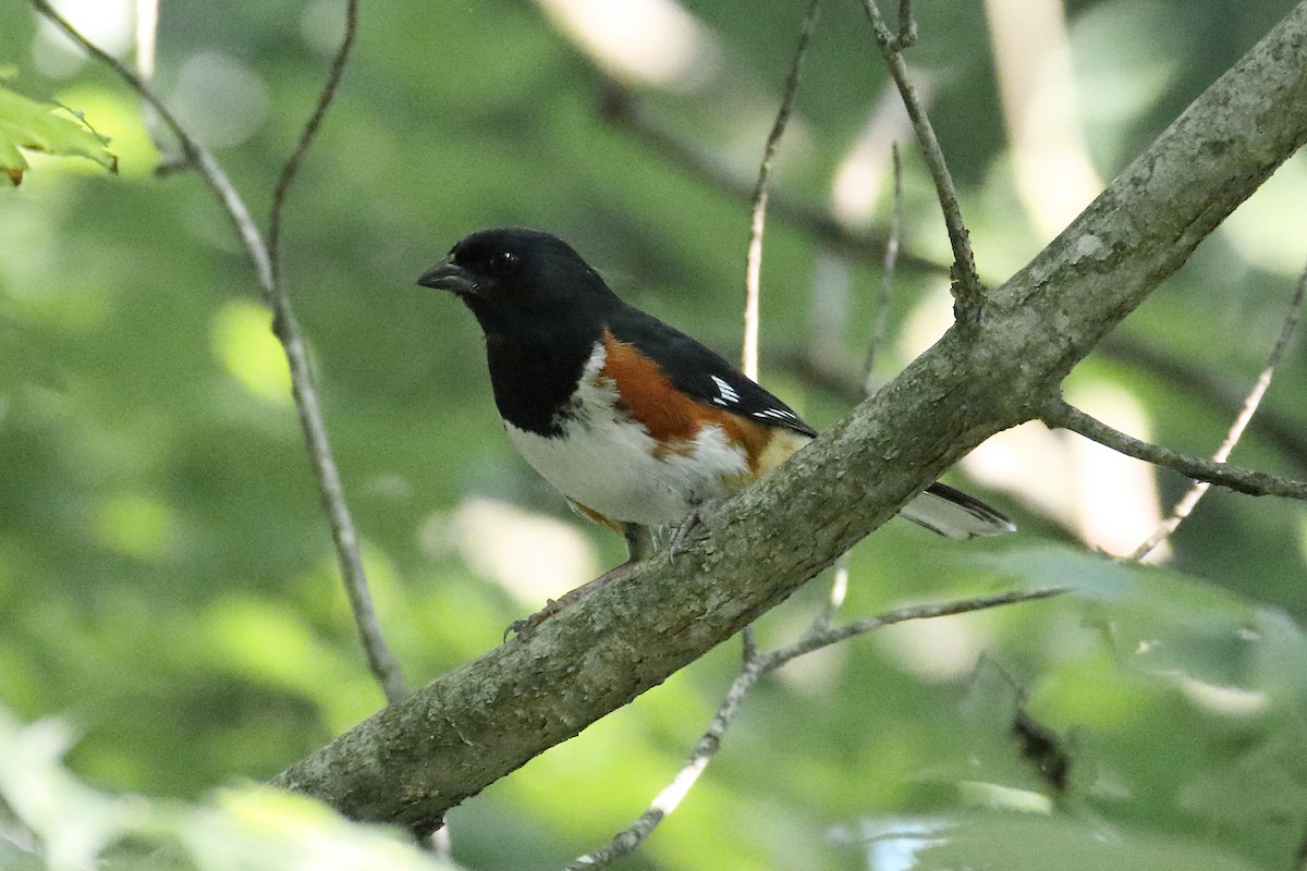 Eastern Towhee - ML620377864