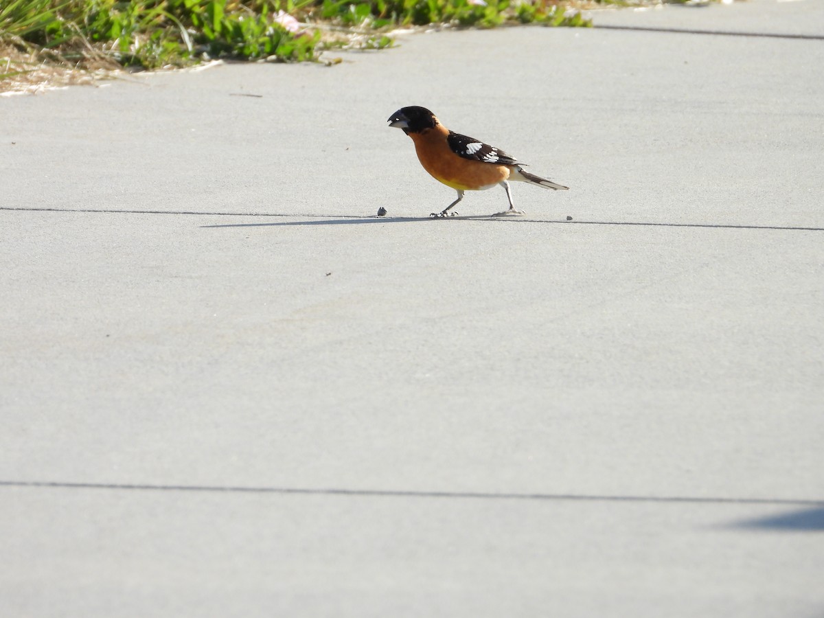 Black-headed Grosbeak - ML620377870