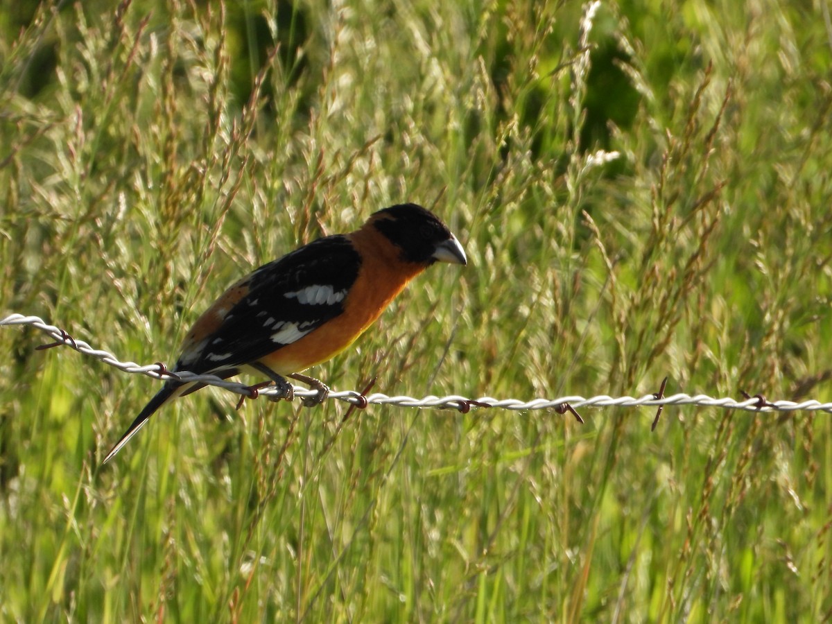 Black-headed Grosbeak - ML620377871