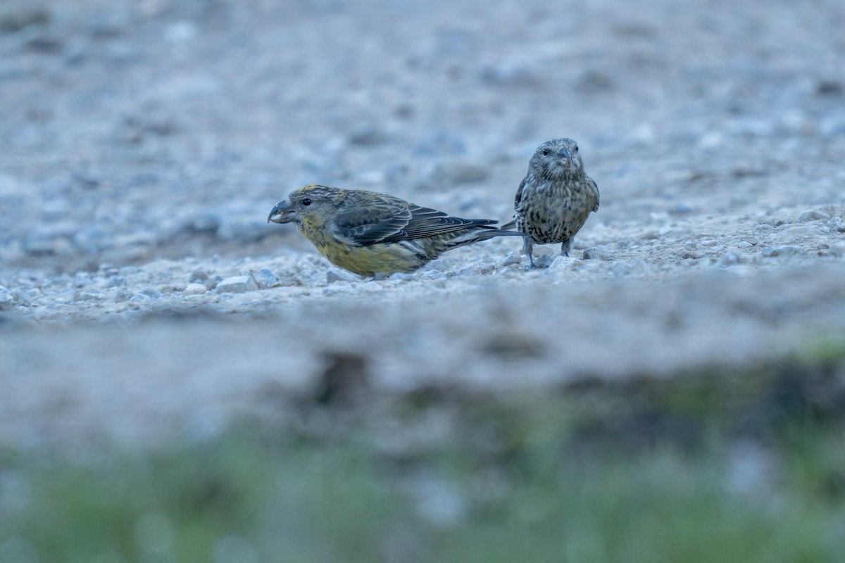 Red Crossbill - ML620377873