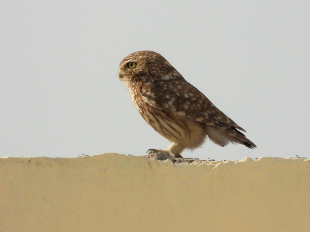 Little Owl - ML620377875