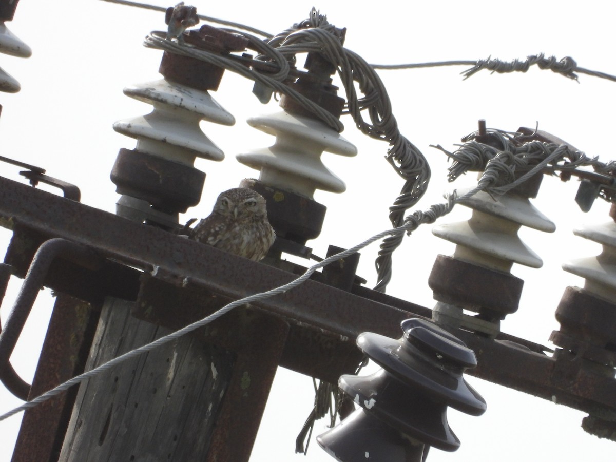Little Owl - ML620377886
