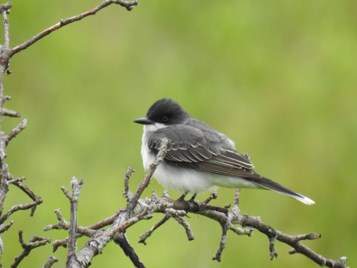 Eastern Kingbird - ML620377888