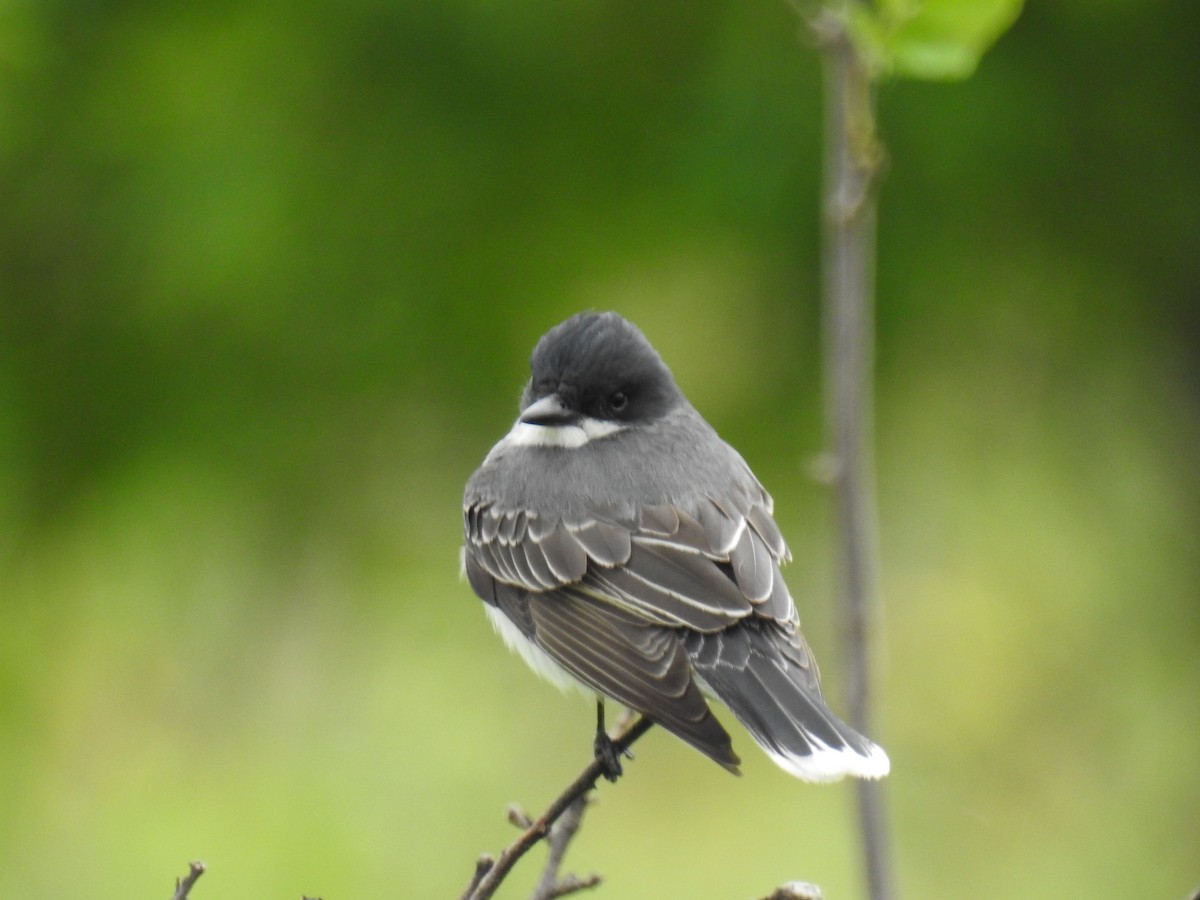 Eastern Kingbird - ML620377889