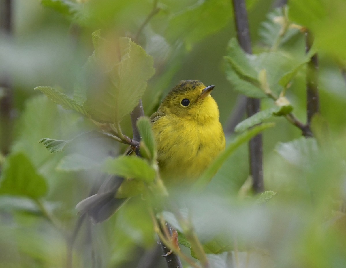 Wilson's Warbler - ML620377891