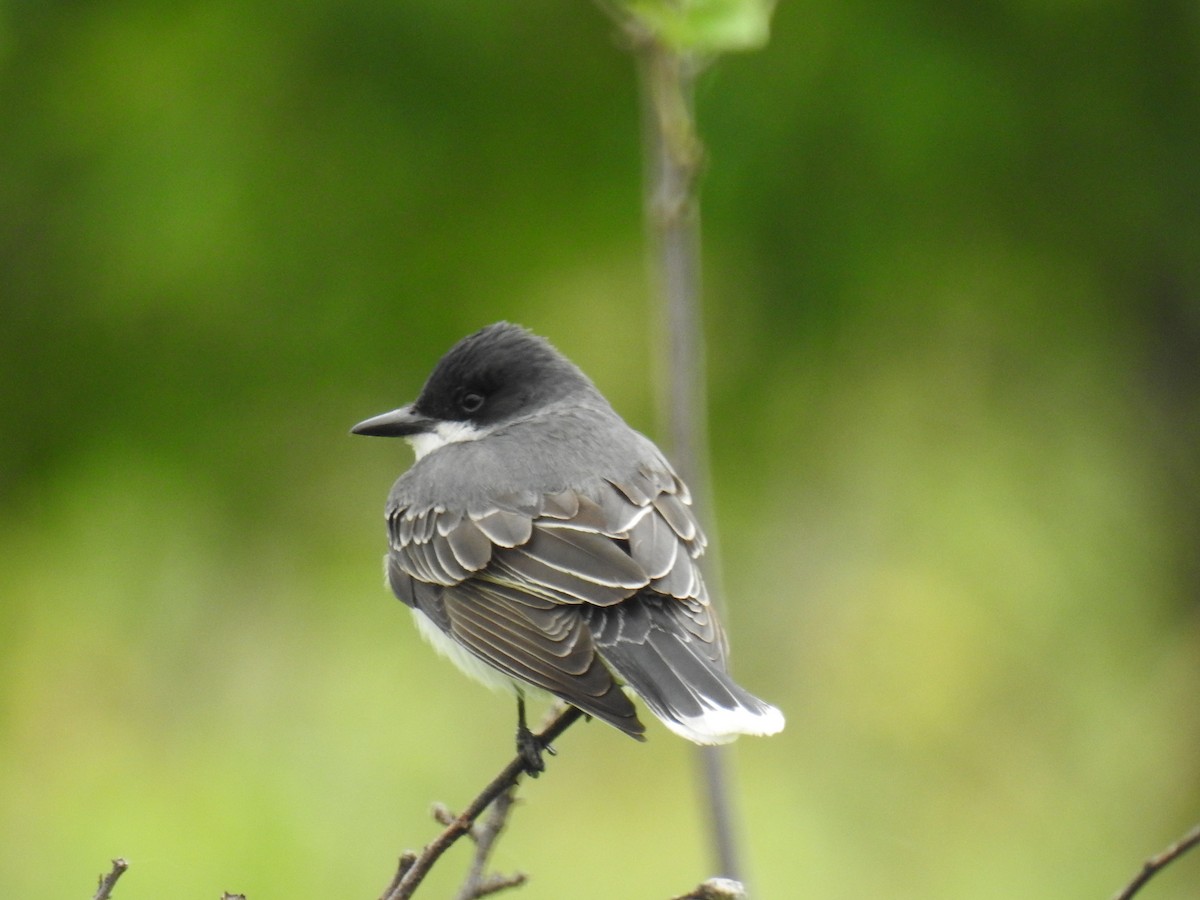 Eastern Kingbird - ML620377892