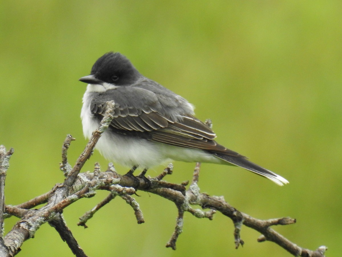 Eastern Kingbird - ML620377893