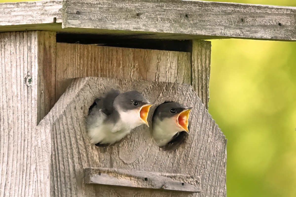 Tree Swallow - ML620377901