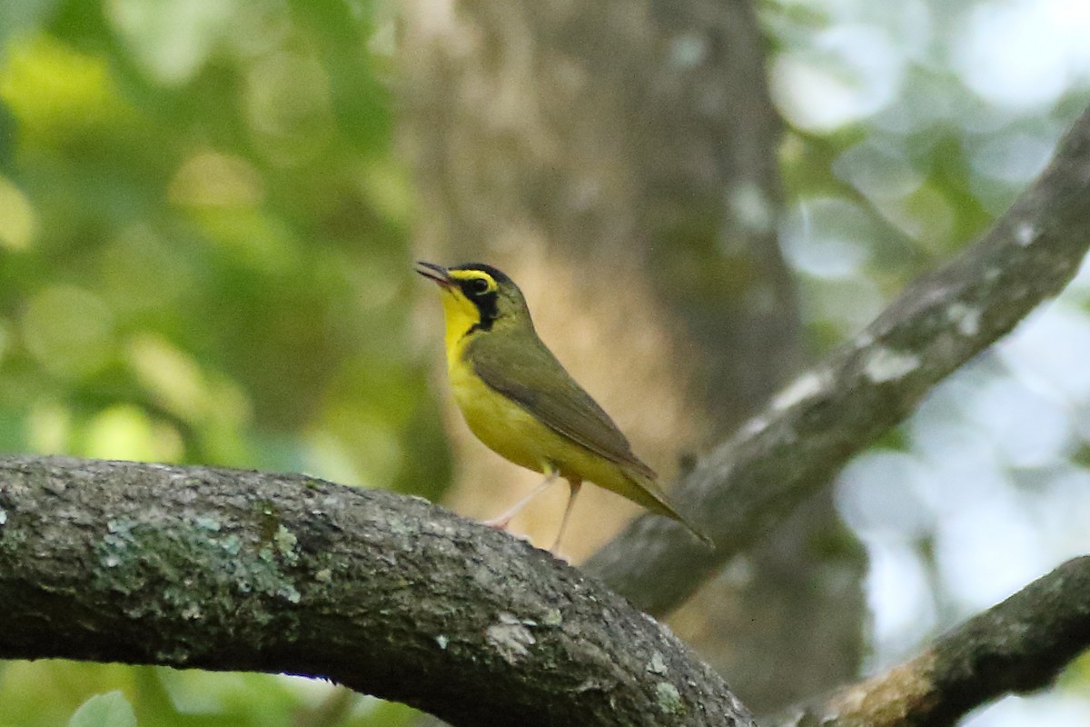 Kentucky Warbler - ML620377909