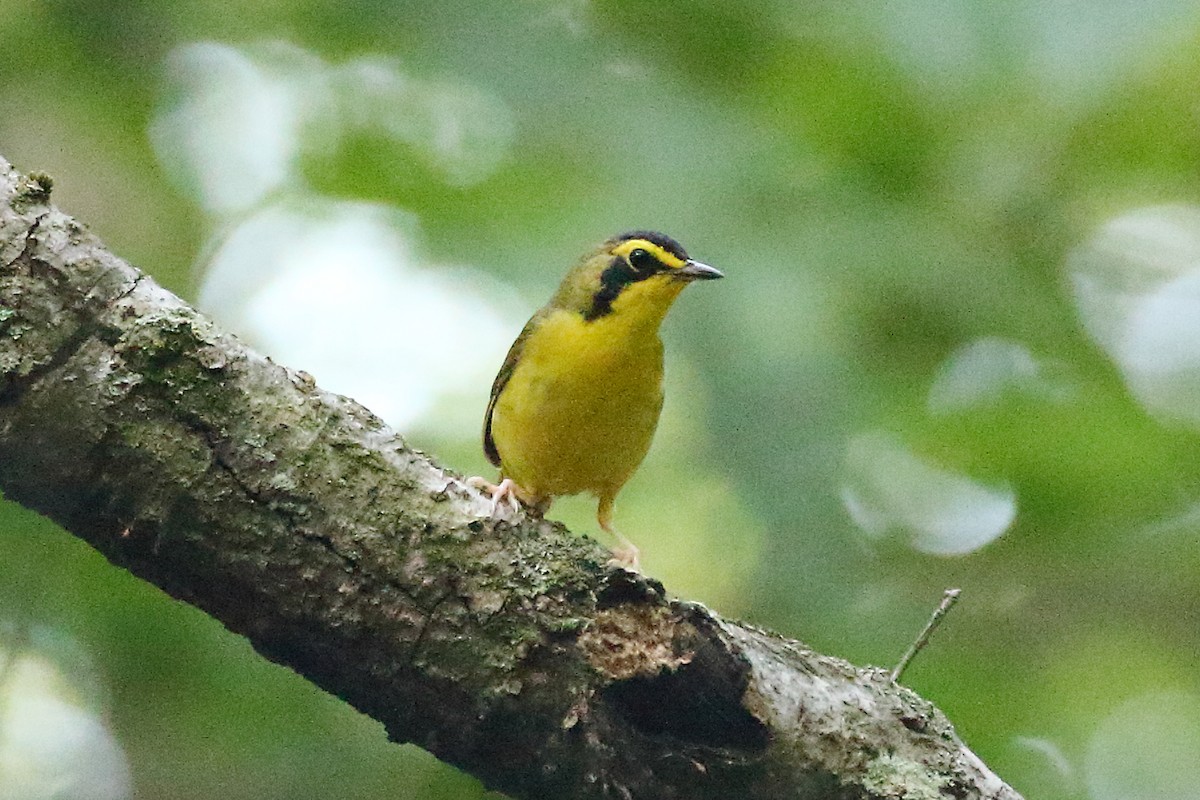 kentuckyparula - ML620377912