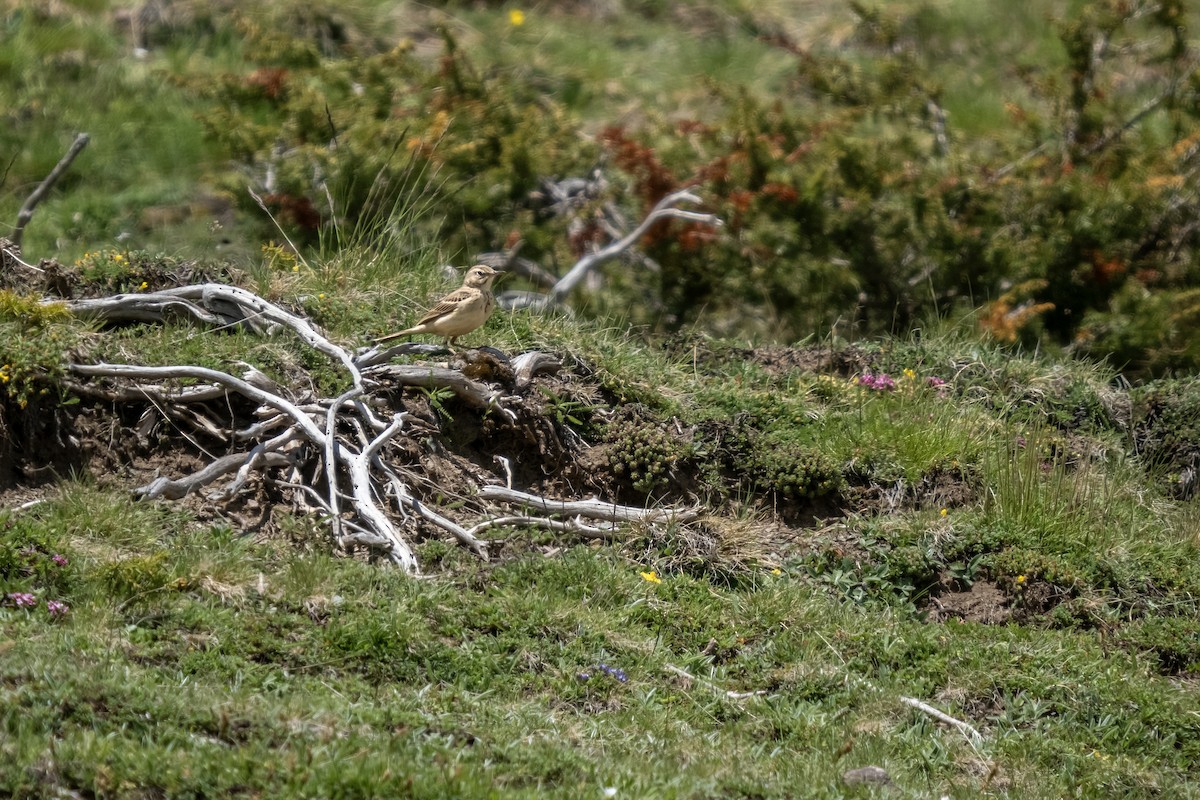 Tawny Pipit - ML620377928