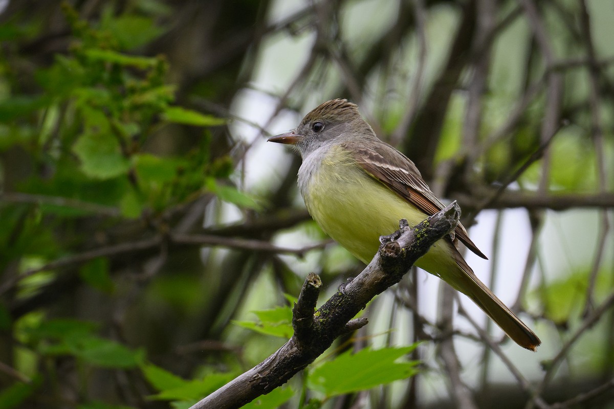 Great Crested Flycatcher - ML620377933