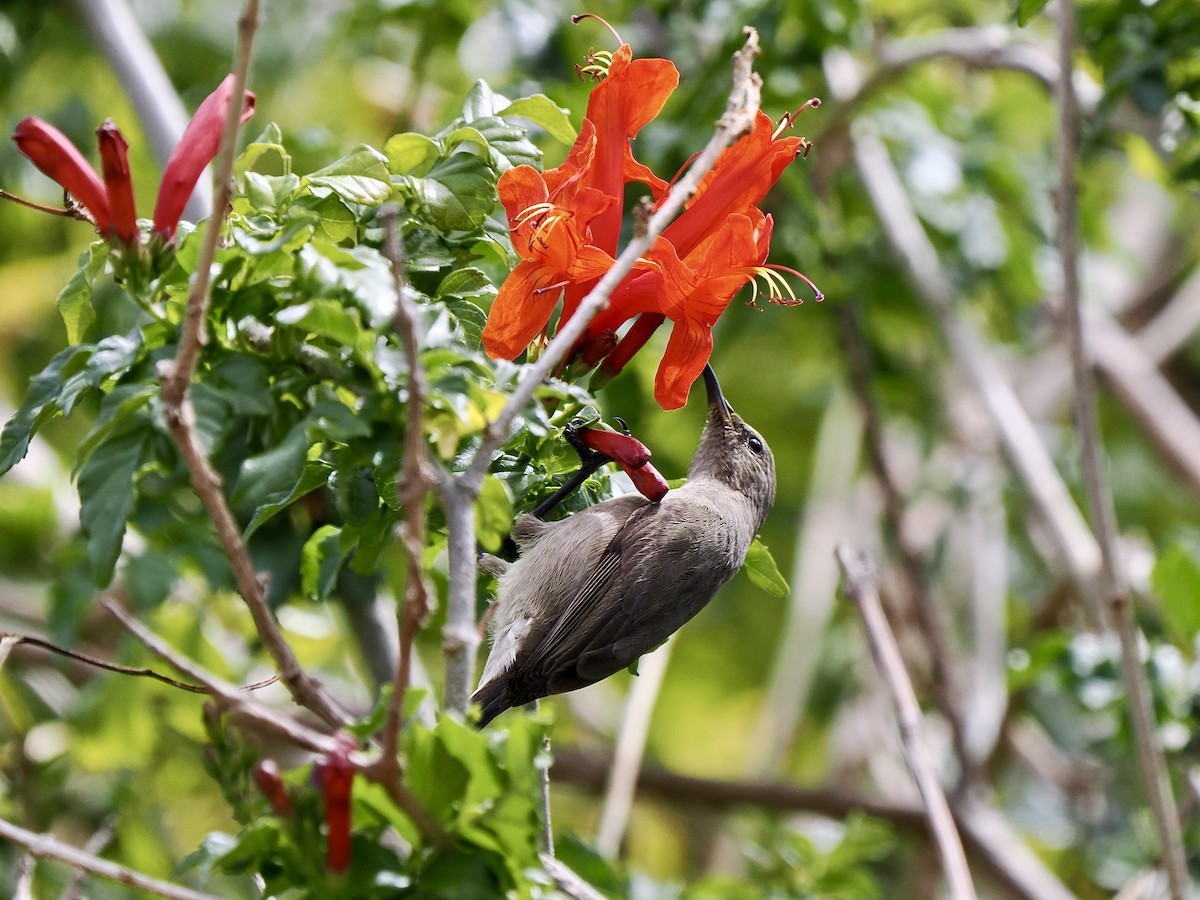 Southern Double-collared Sunbird - ML620377940