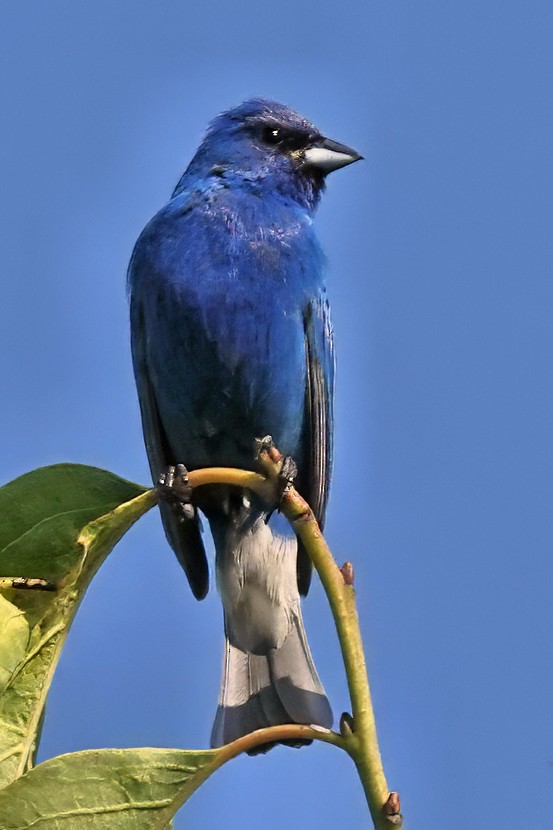 Indigo Bunting - ML620377941