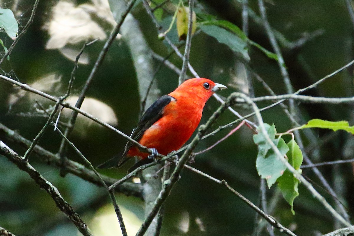 Scarlet Tanager - ML620377944