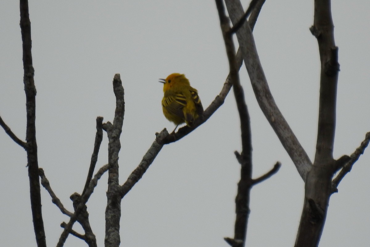 Paruline jaune - ML620377952