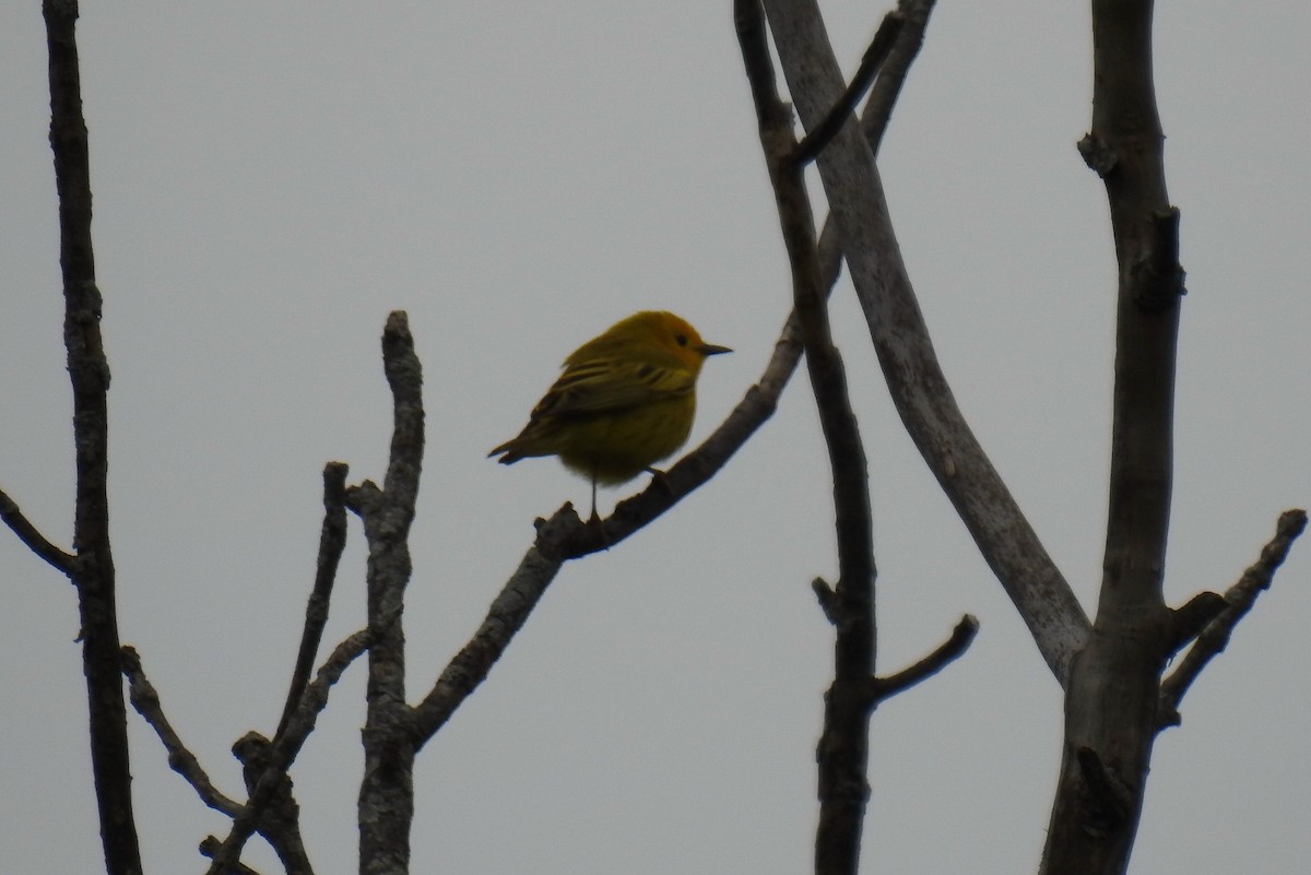 Yellow Warbler - ML620377953