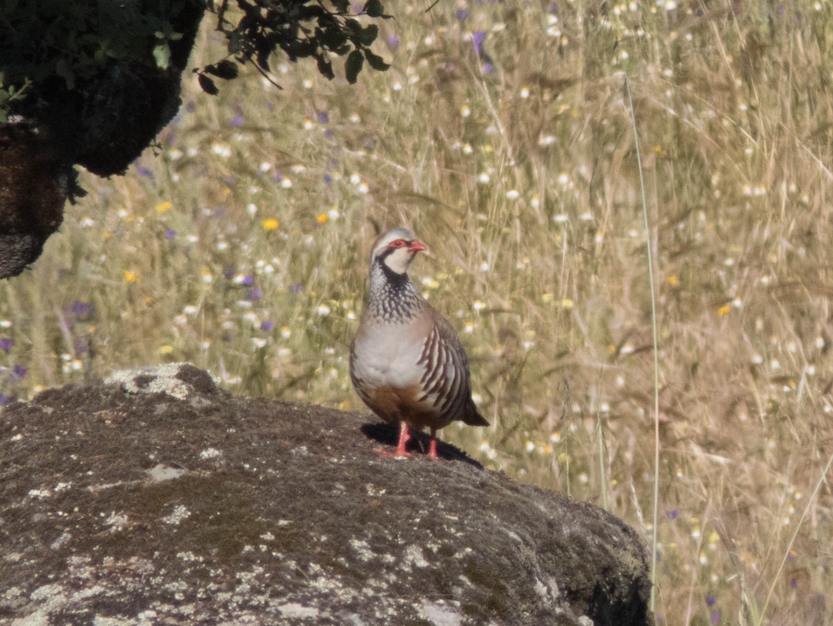 Red-legged Partridge - ML620377955