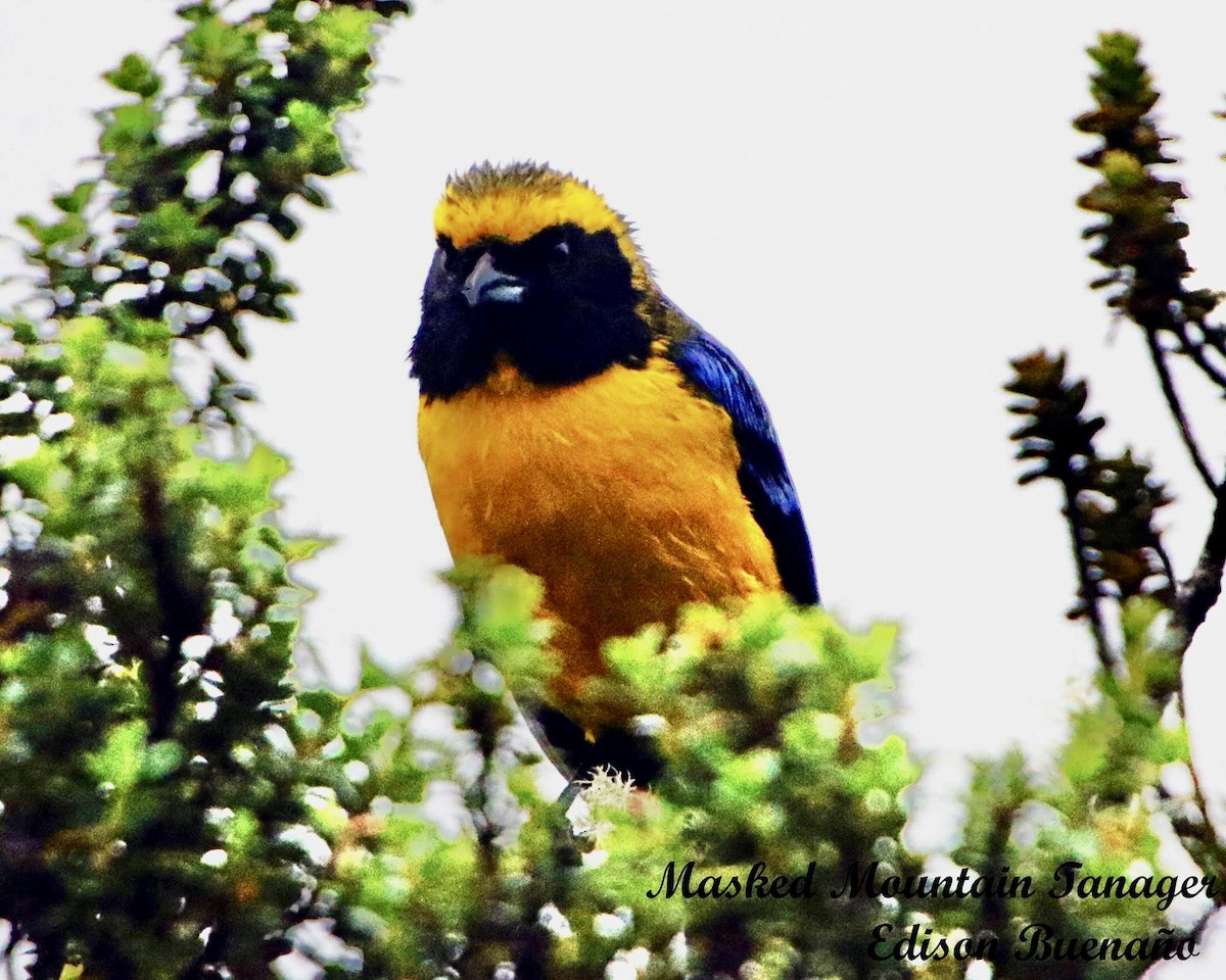 Masked Mountain Tanager - ML620377960
