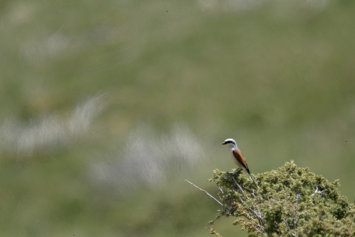 Red-backed Shrike - ML620377977