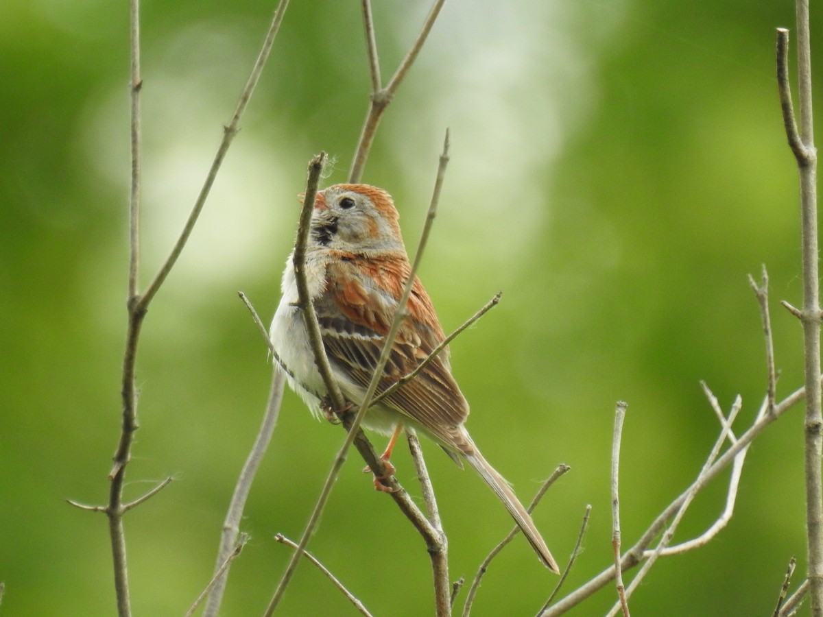 Field Sparrow - ML620377980