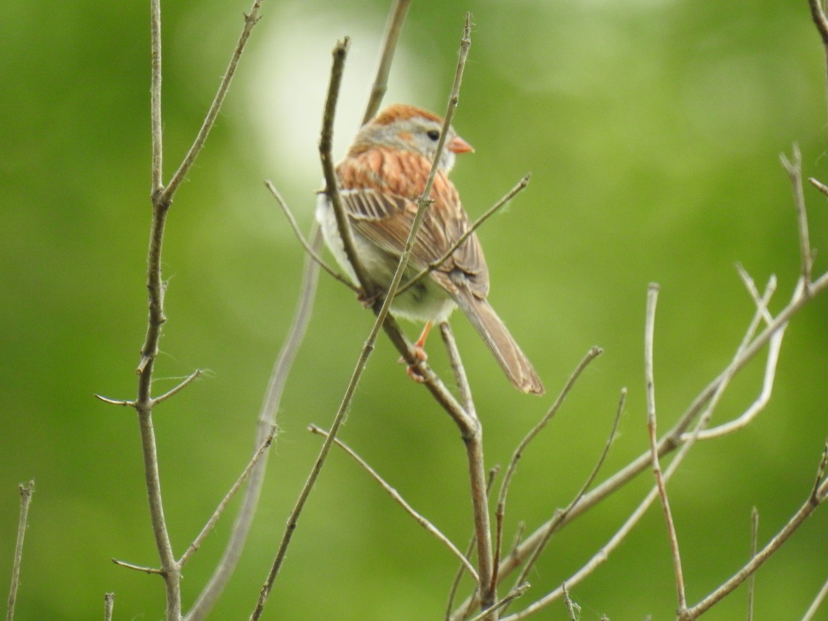 Field Sparrow - ML620377981