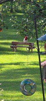 Red-headed Woodpecker - ML620377983