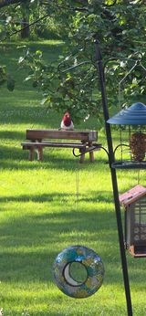 Red-headed Woodpecker - ML620377984