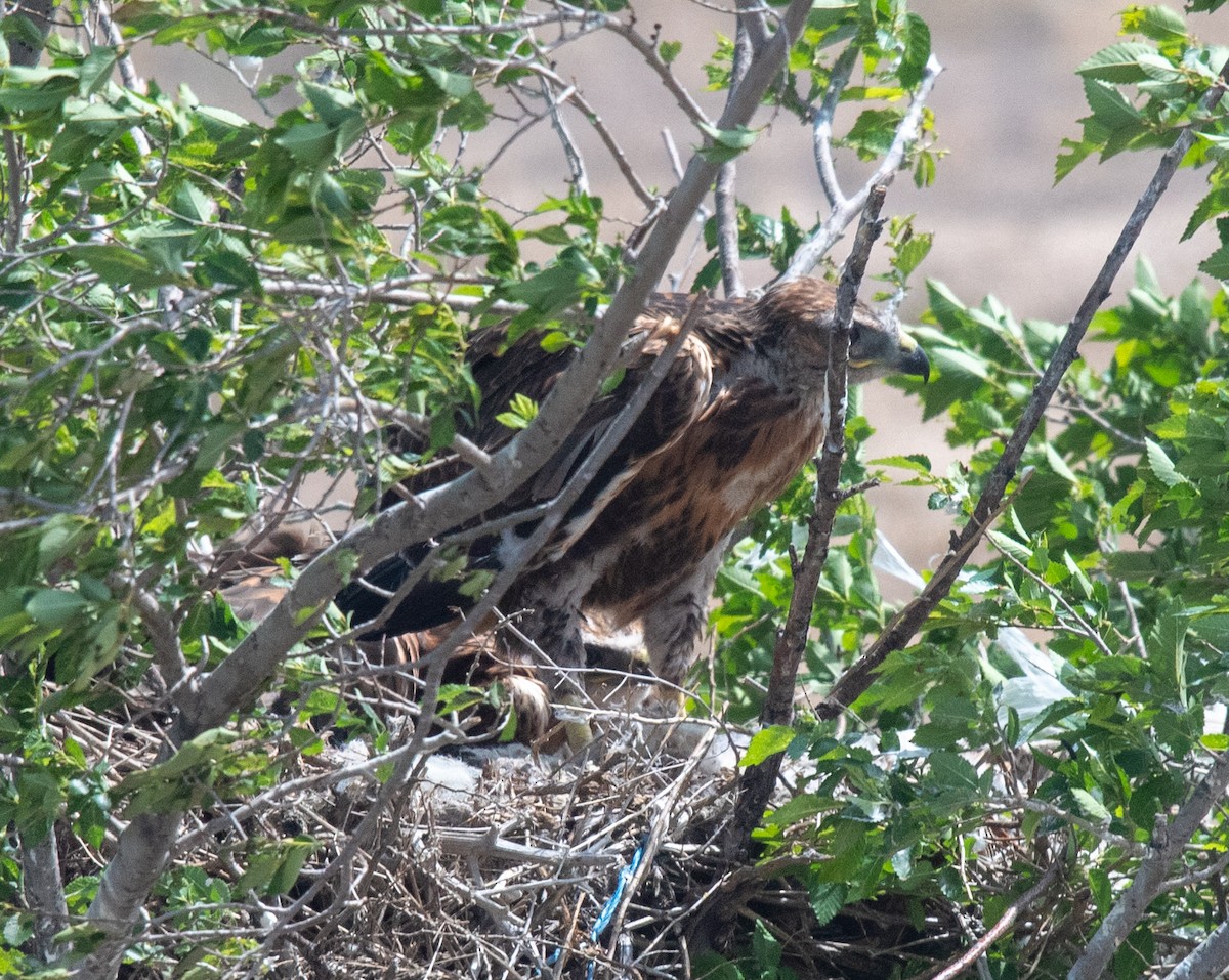 Black Kite (Black-eared) - ML620377985