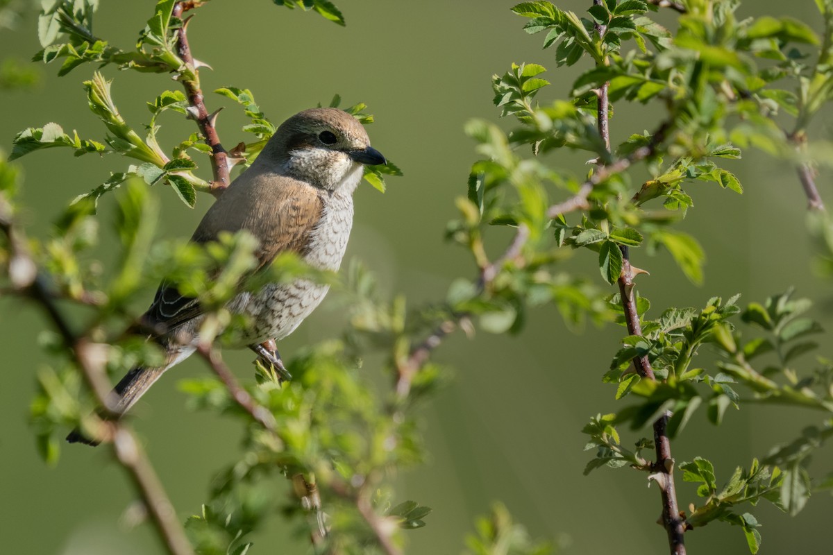 Red-backed Shrike - ML620377987