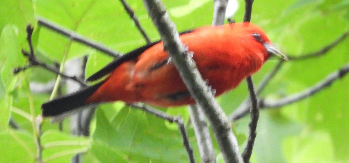 Scarlet Tanager - ML620377990