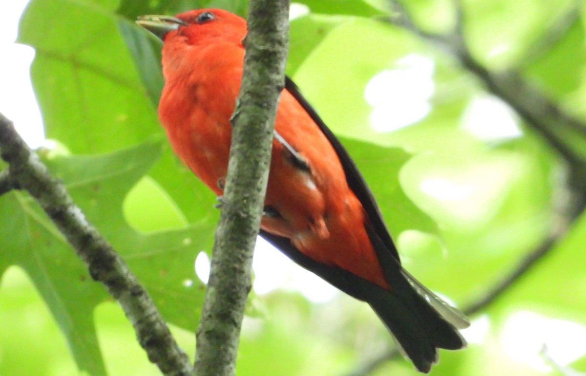 Scarlet Tanager - ML620377991