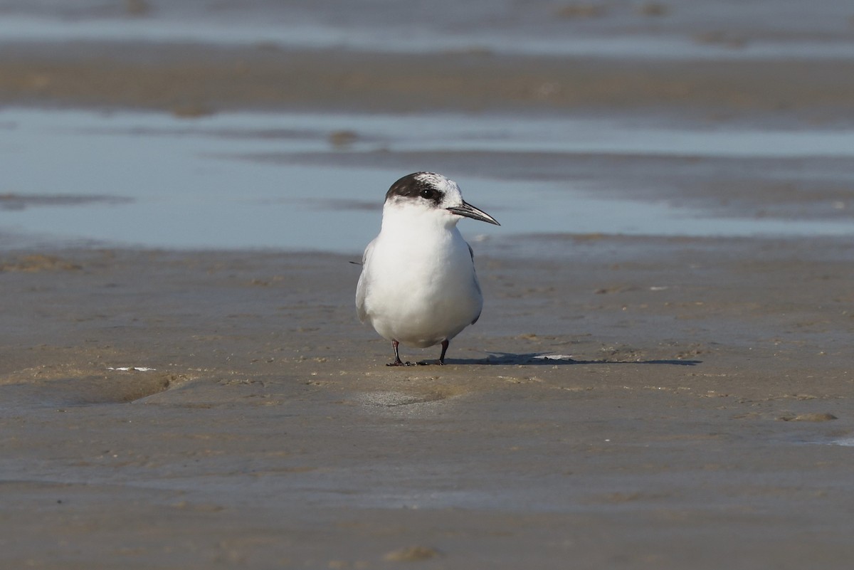 Arctic Tern - ML620377997