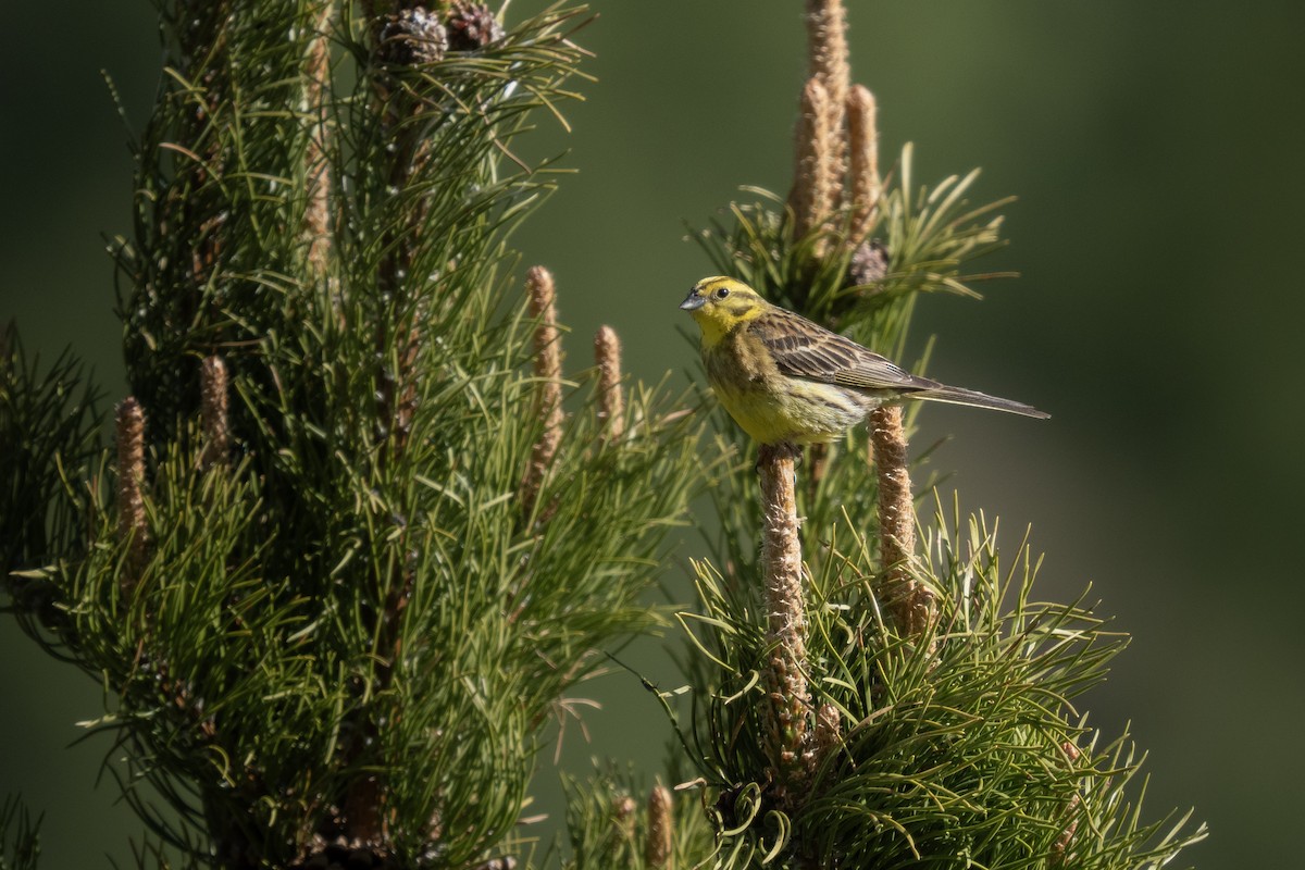 Yellowhammer - ML620378014