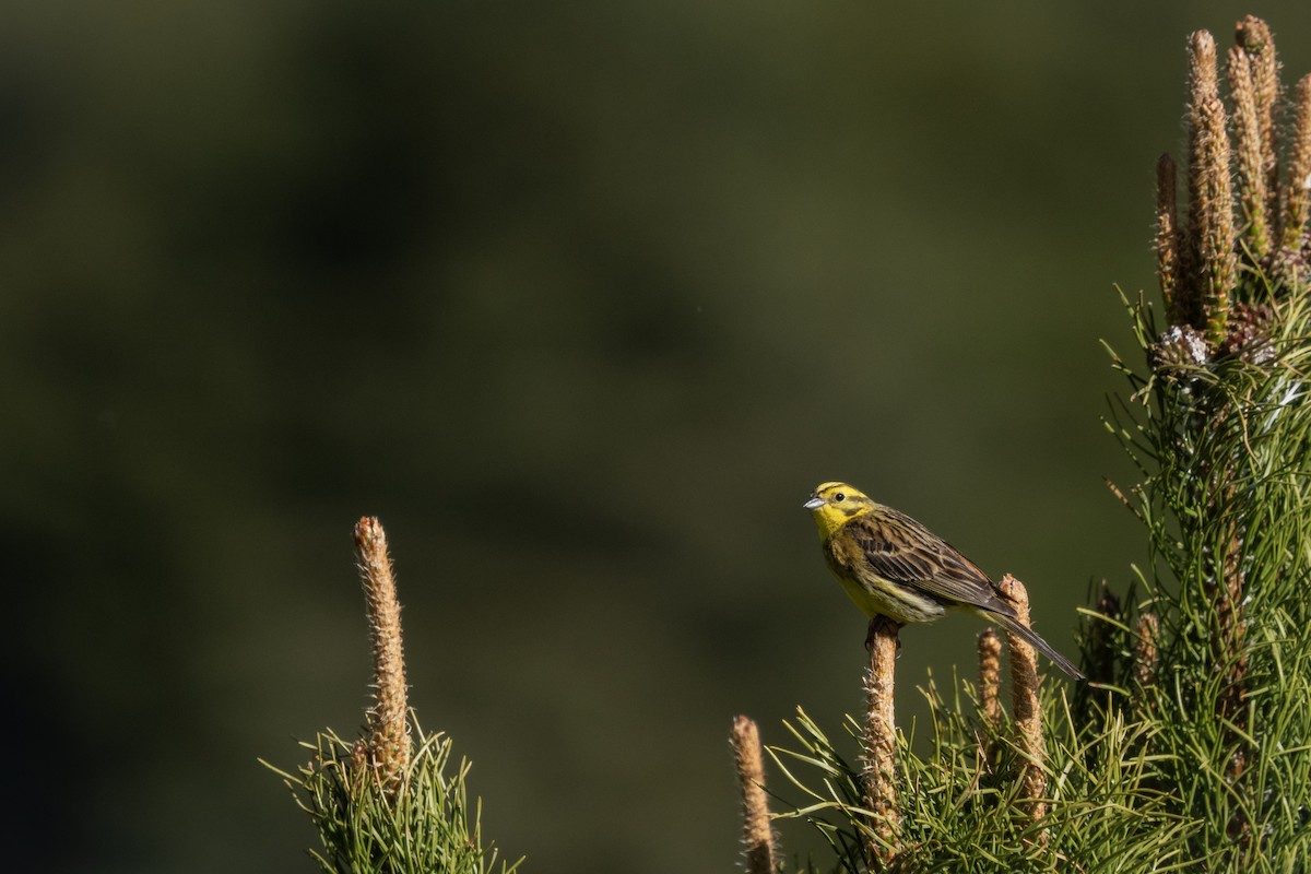 Yellowhammer - ML620378018