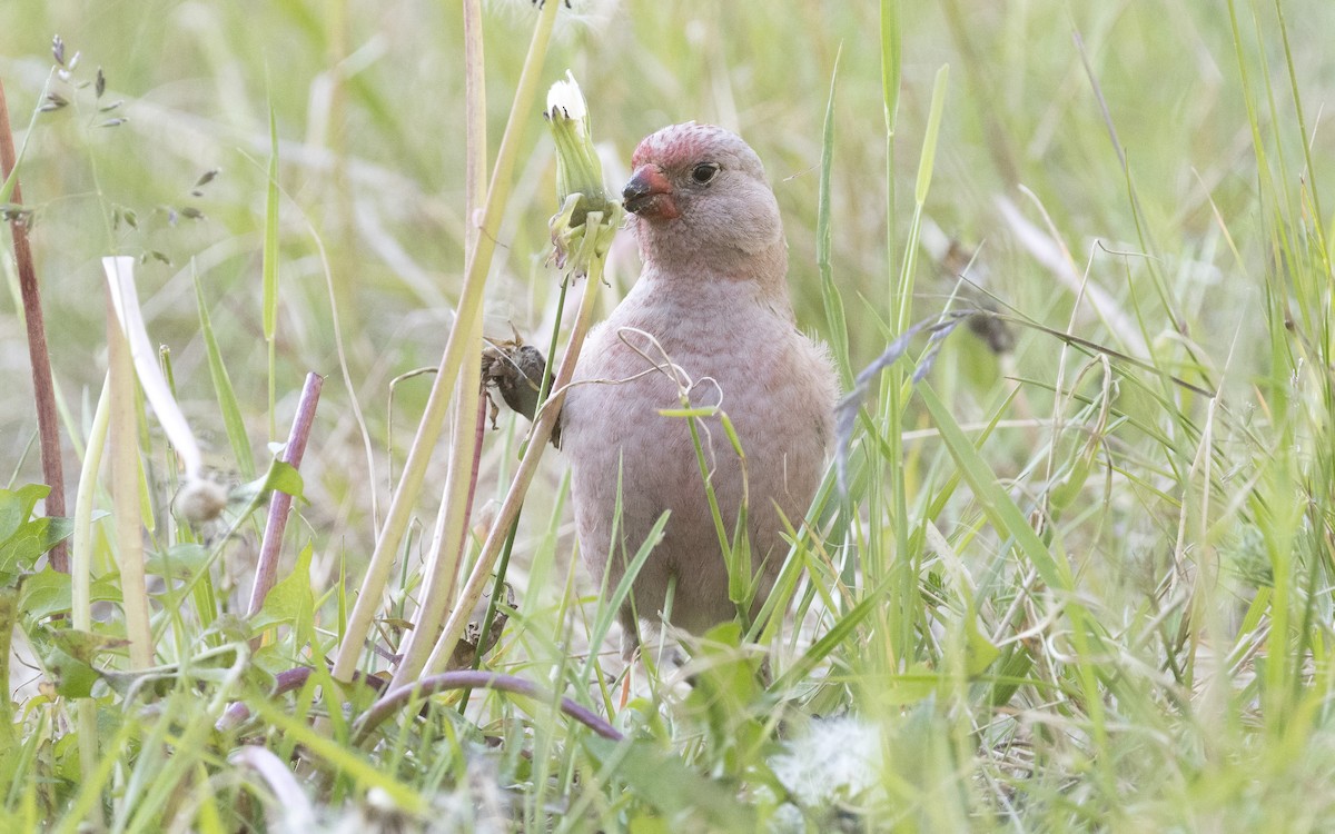 Trumpeter Finch - ML620378027