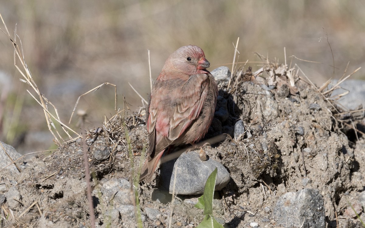 Trumpeter Finch - ML620378030