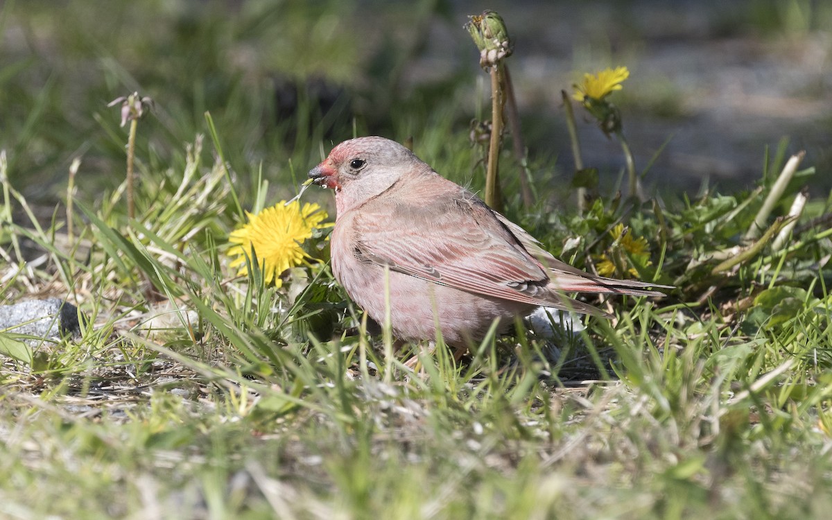 Trumpeter Finch - ML620378043