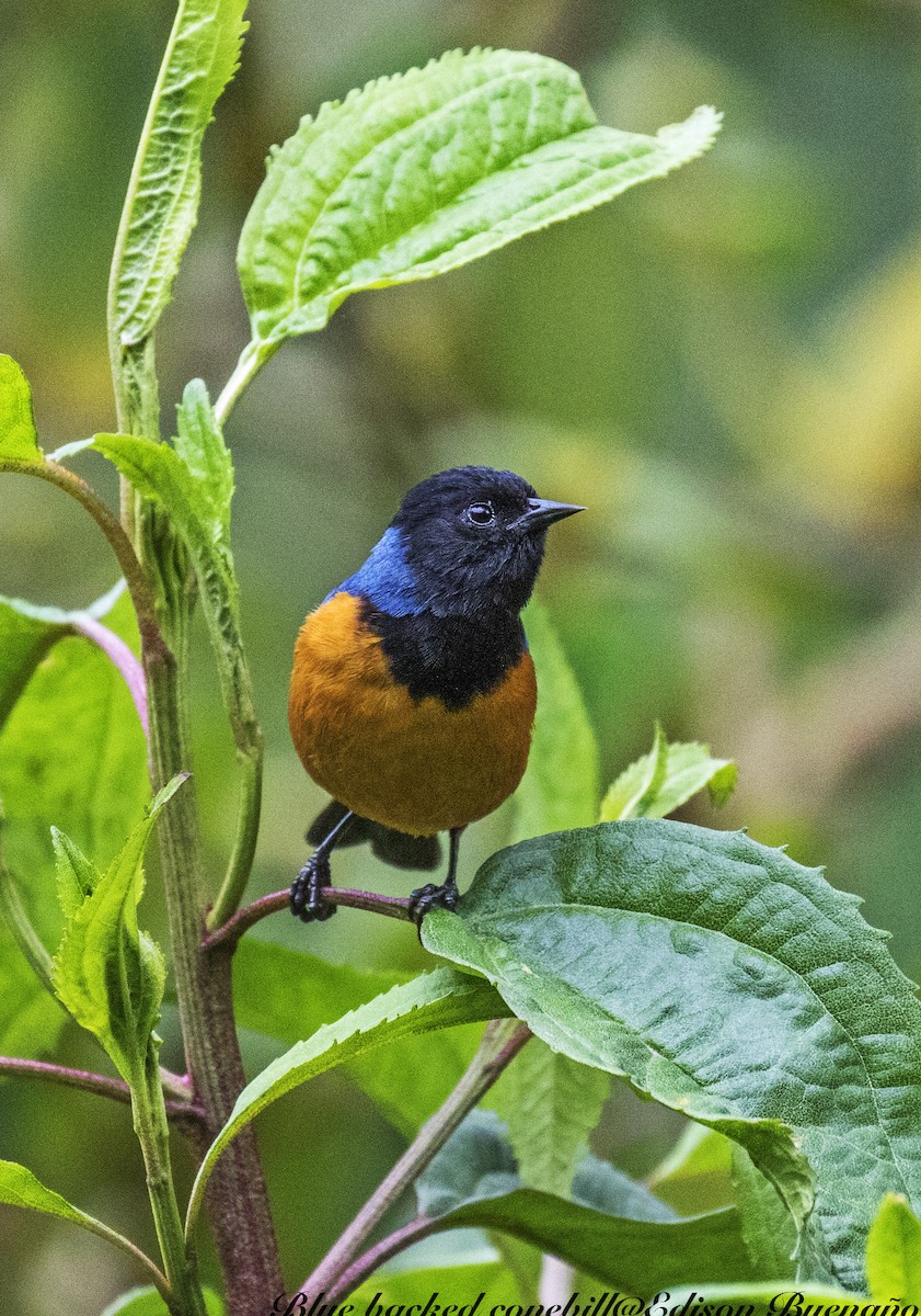 Blue-backed Conebill - ML620378046