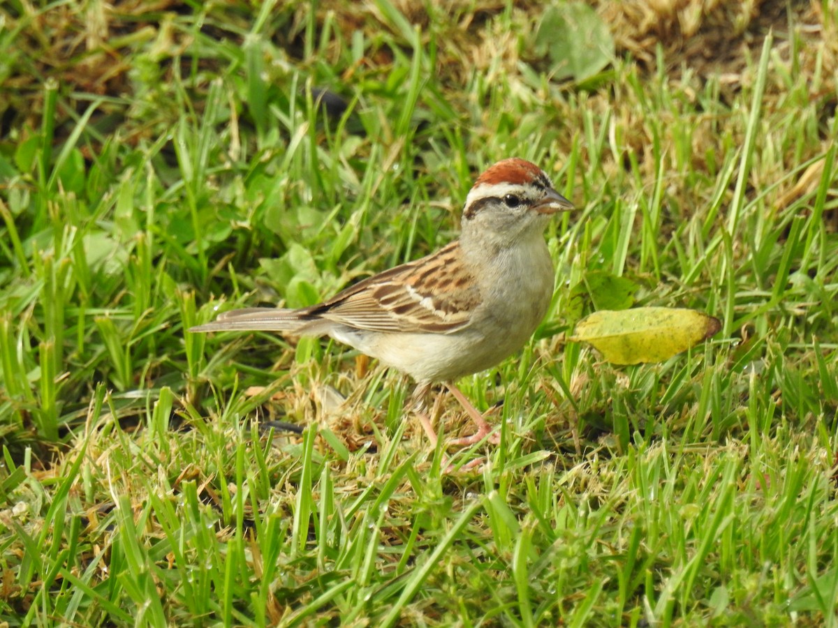 Chipping Sparrow - ML620378049