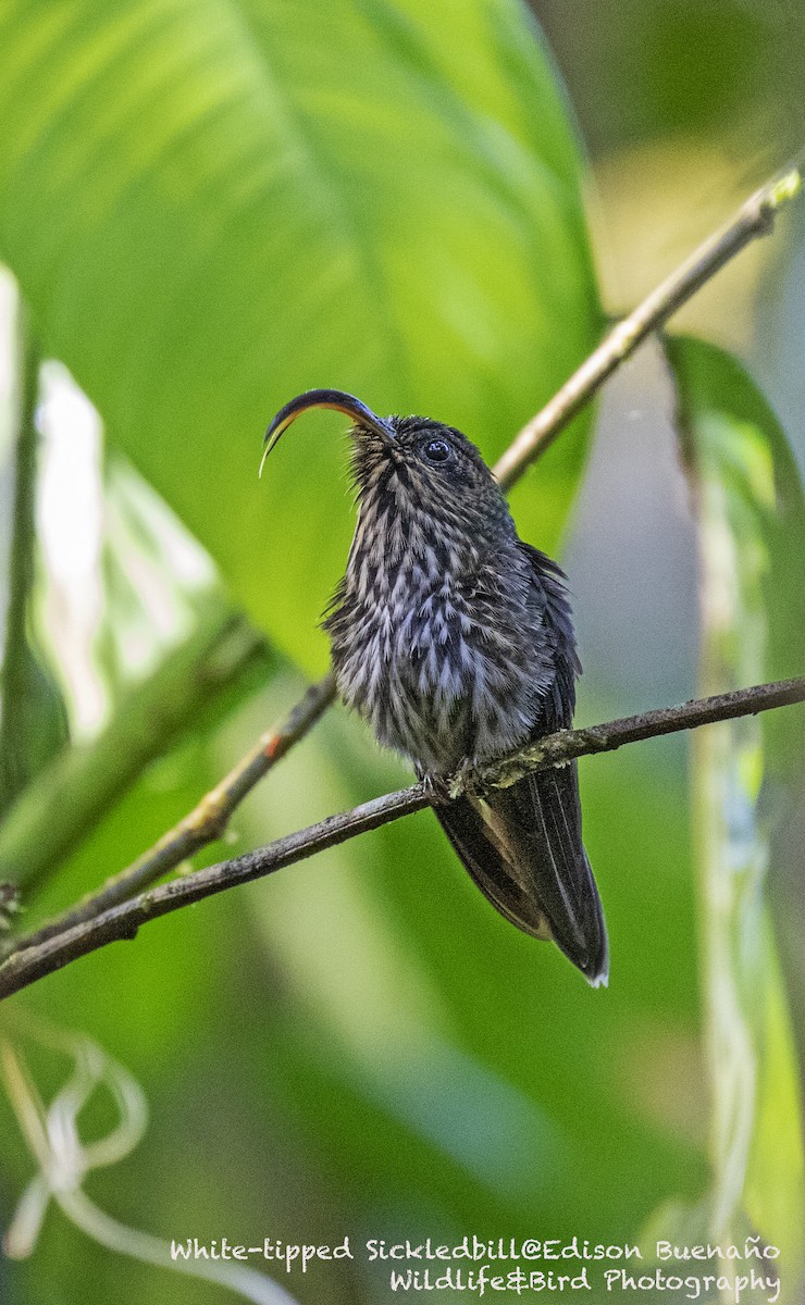 White-tipped Sicklebill - ML620378061