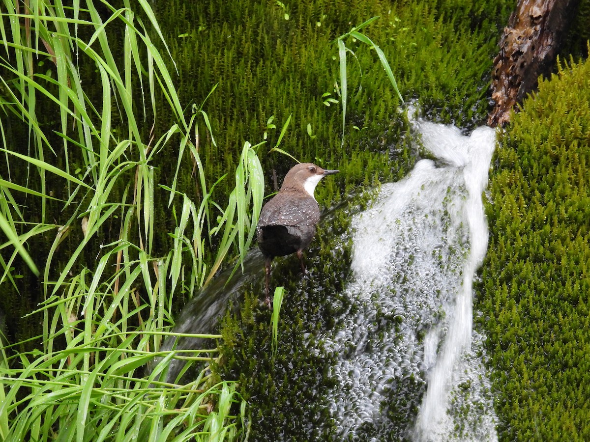 White-throated Dipper - ML620378064