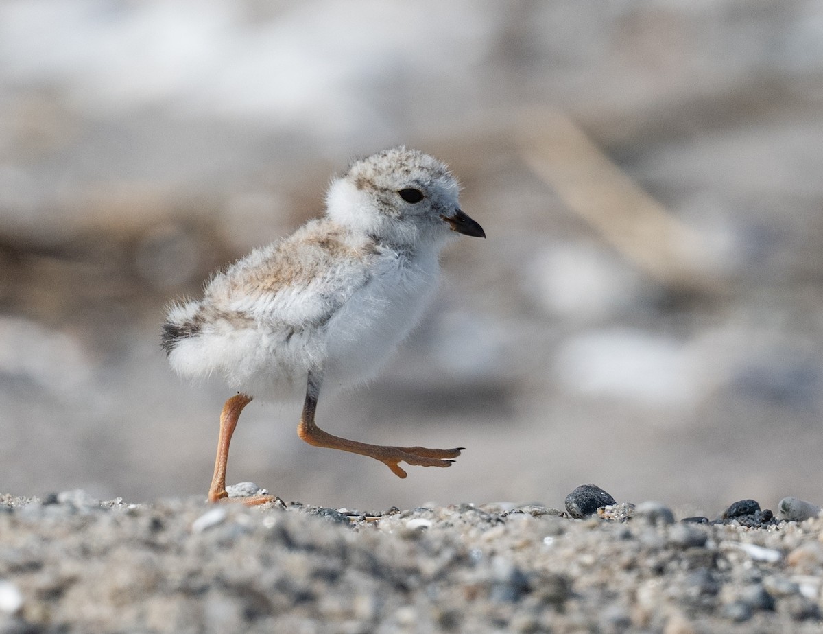 Piping Plover - ML620378065