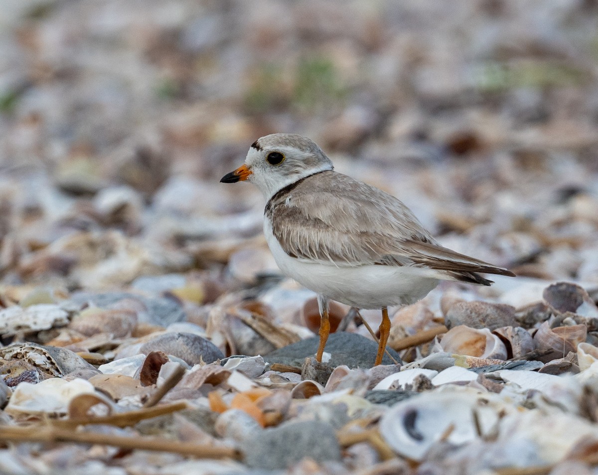 Piping Plover - ML620378066