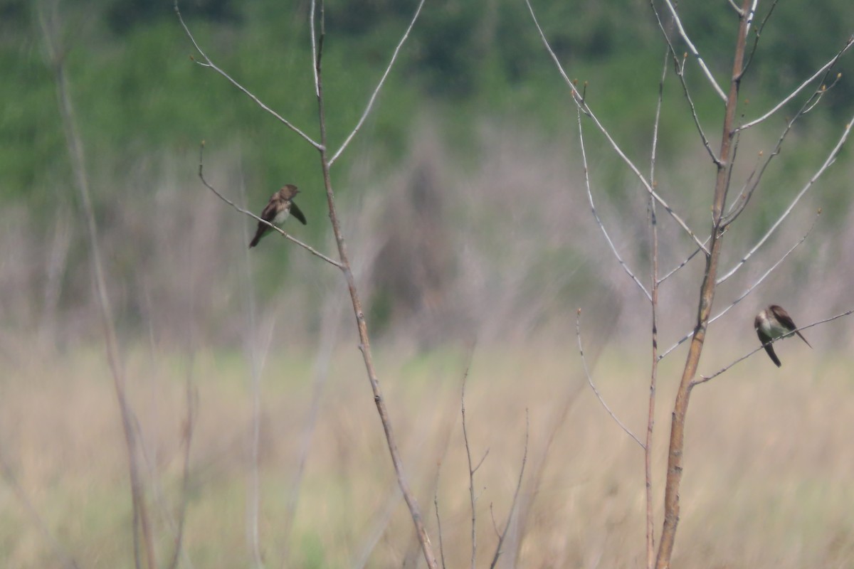 Northern Rough-winged Swallow - ML620378082