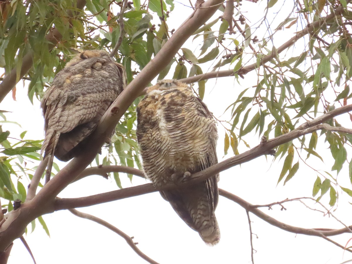 Great Horned Owl - ML620378084