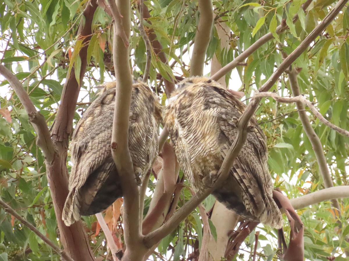 Great Horned Owl - ML620378085