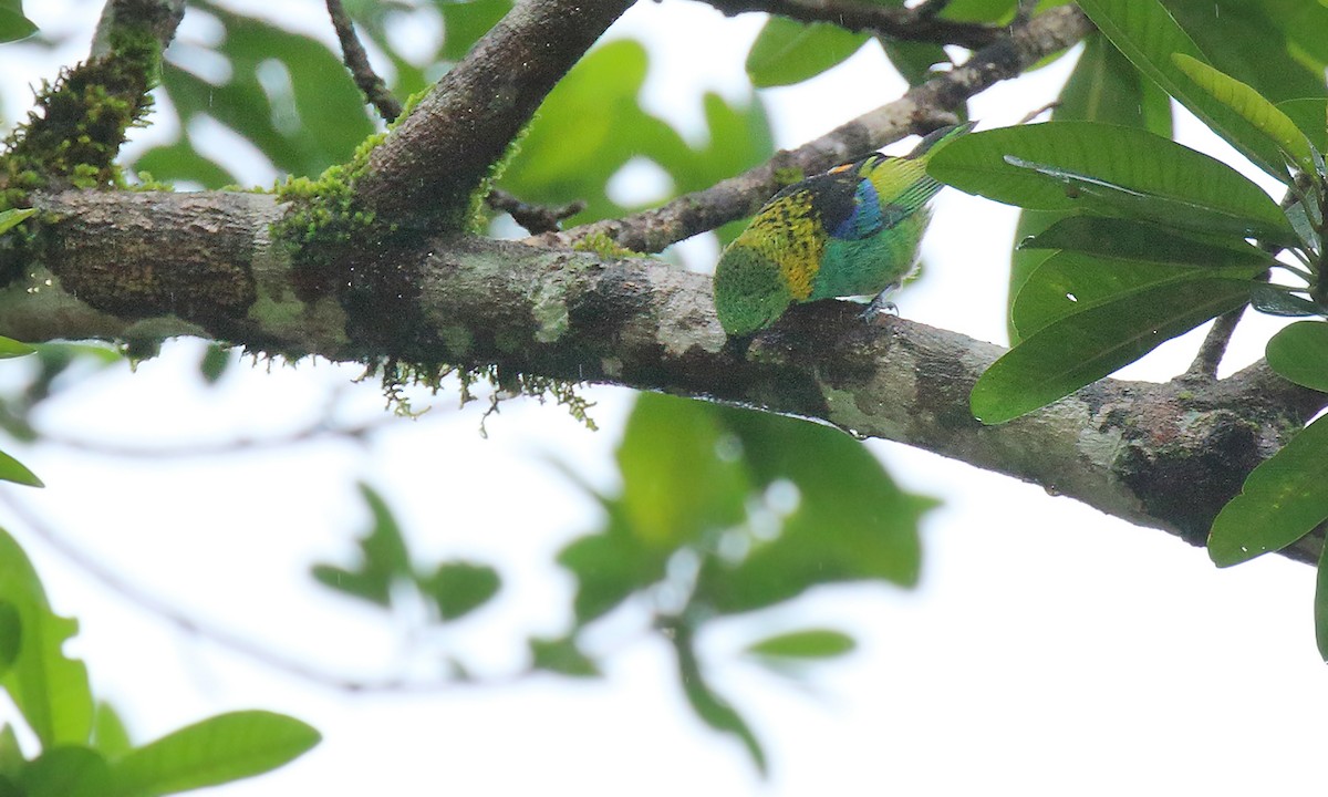 Green-headed Tanager - ML620378086